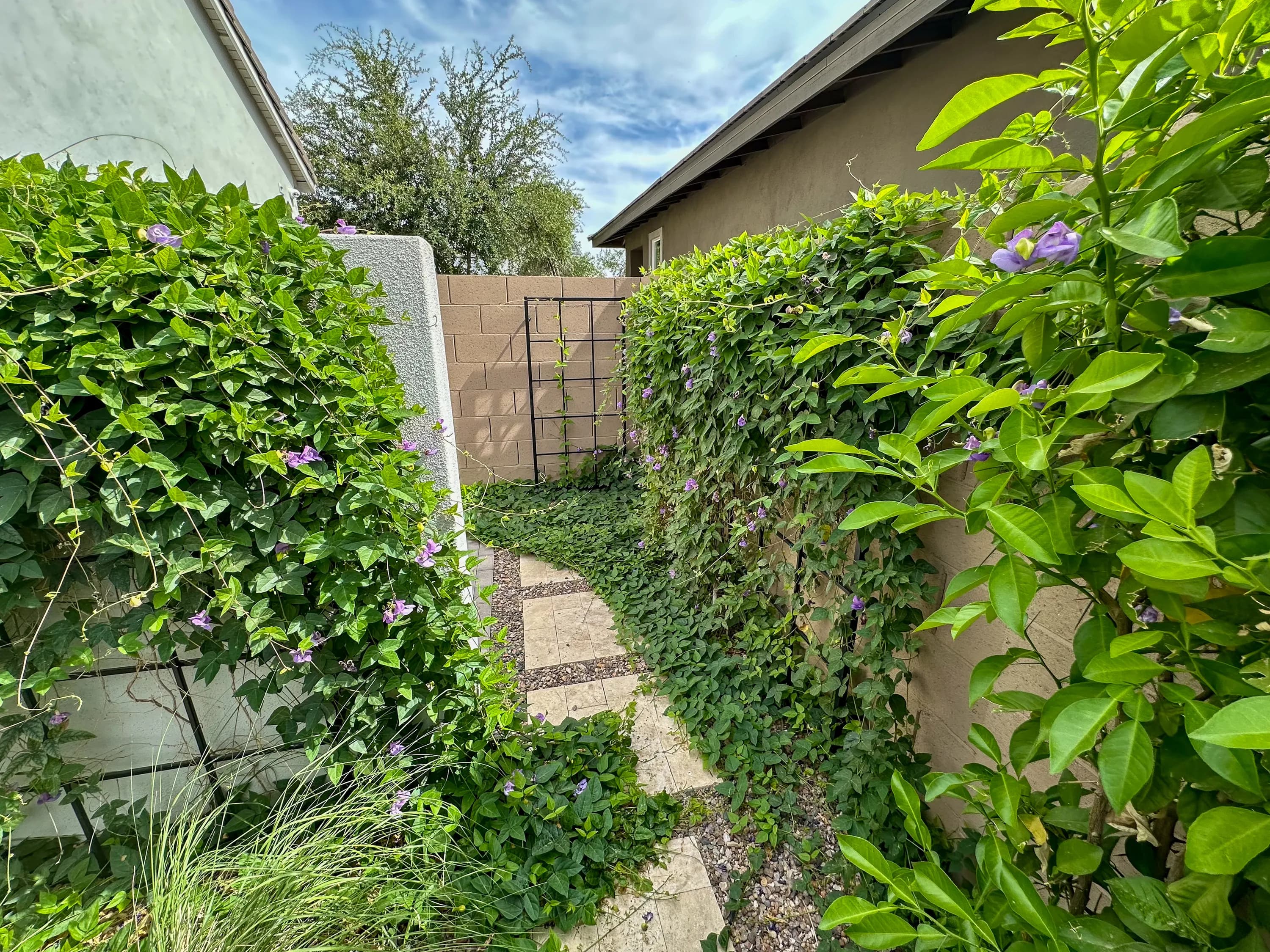 Calistoga by Toll Brothers at Sterling Grove — photo 11 of 18